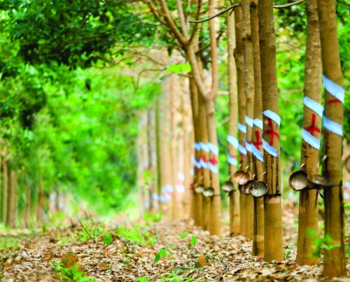 NT Cao su Suối Đá