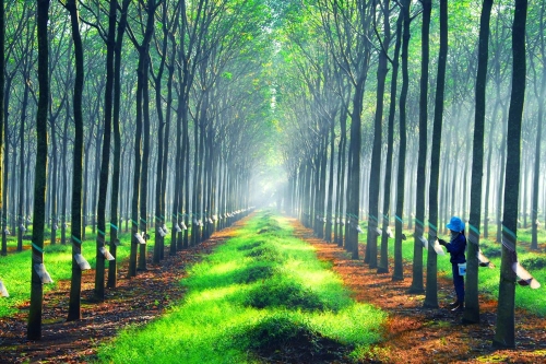 Cao su bền vững – xu thế của thời đại
